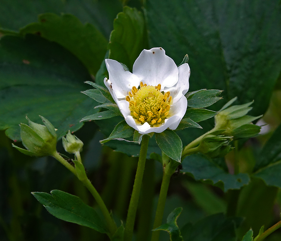 Изображение особи Fragaria × ananassa.