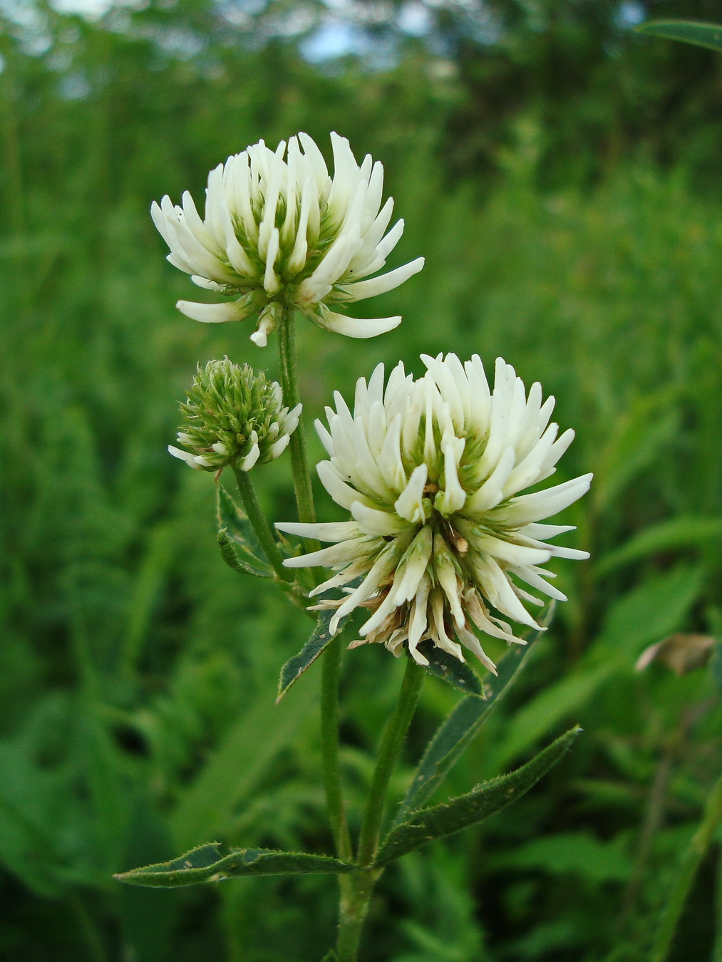 Изображение особи Trifolium montanum.