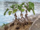 genus Xanthium