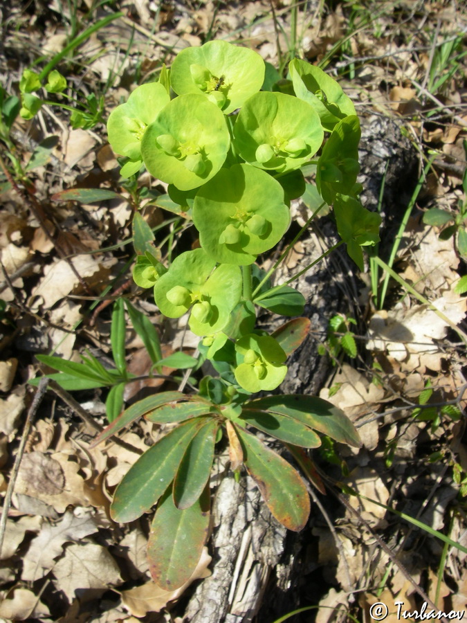 Изображение особи Euphorbia amygdaloides.