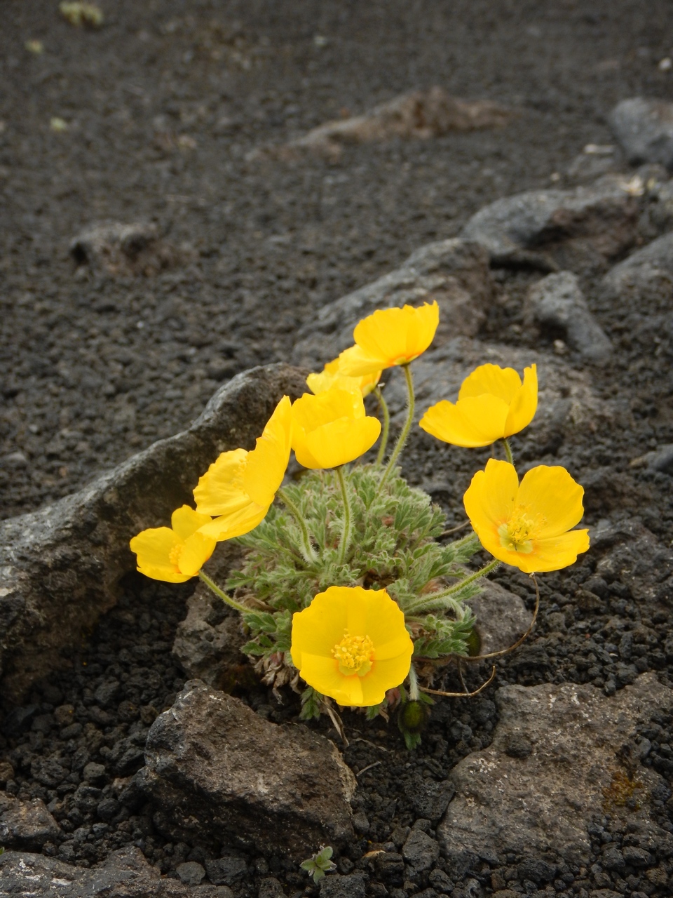 Image of Papaver microcarpum specimen.