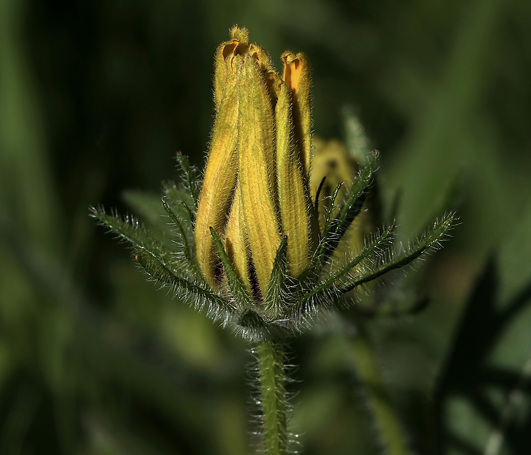 Image of Rudbeckia hirta specimen.