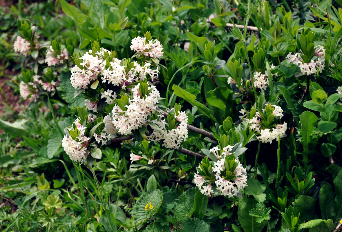 Image of Daphne glomerata specimen.