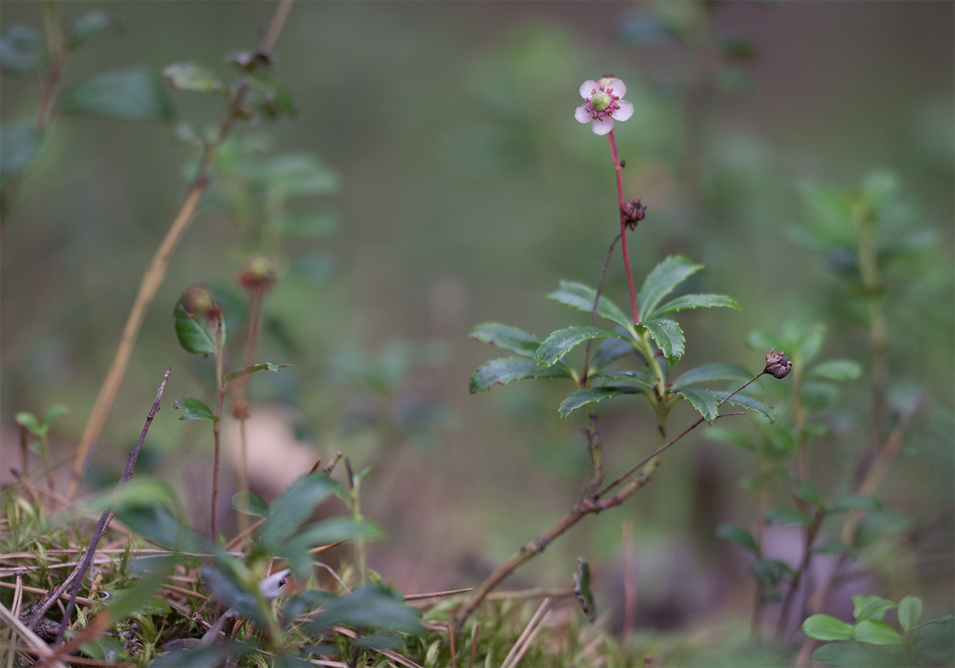 Изображение особи Chimaphila umbellata.