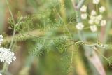 Astrodaucus littoralis. Листья. Краснодарский край, окр. с. Шабельское, коса Сазальникская, песчано-ракушечный берег. 18.06.2017.