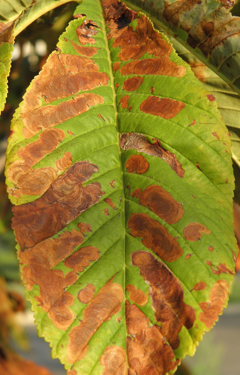 Image of Aesculus hippocastanum specimen.