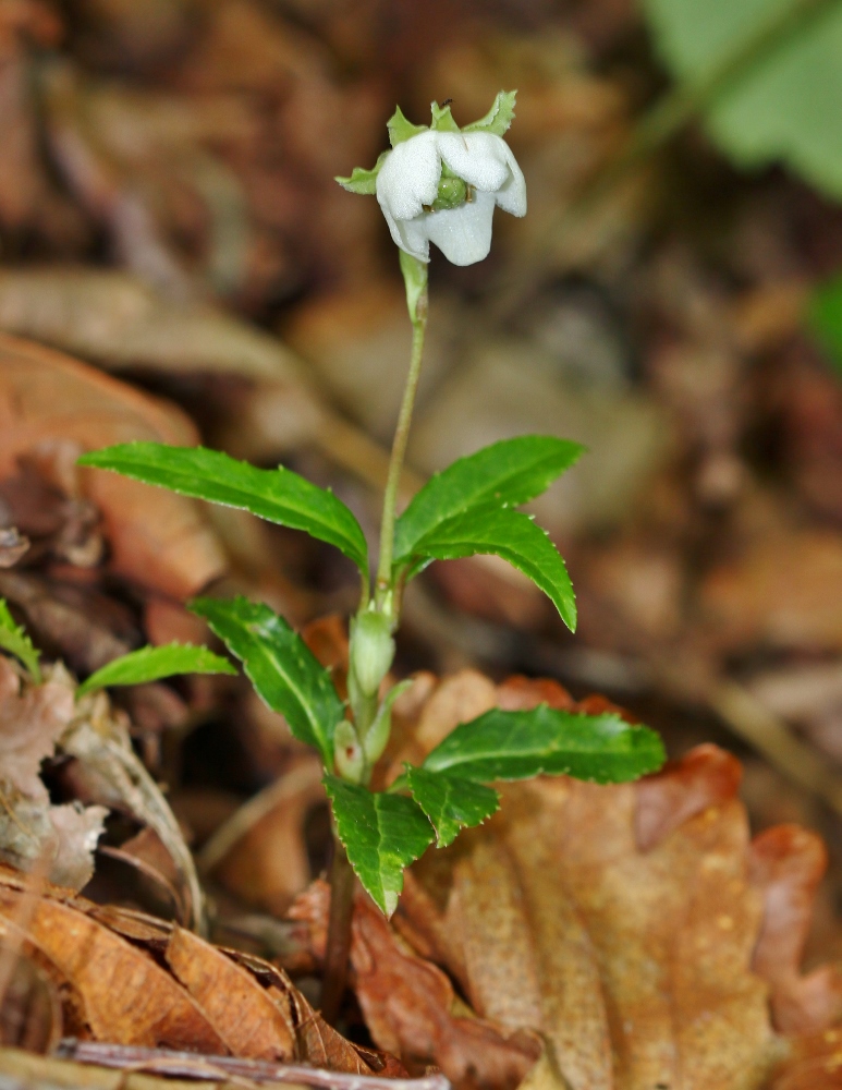Image of Chimaphila japonica specimen.
