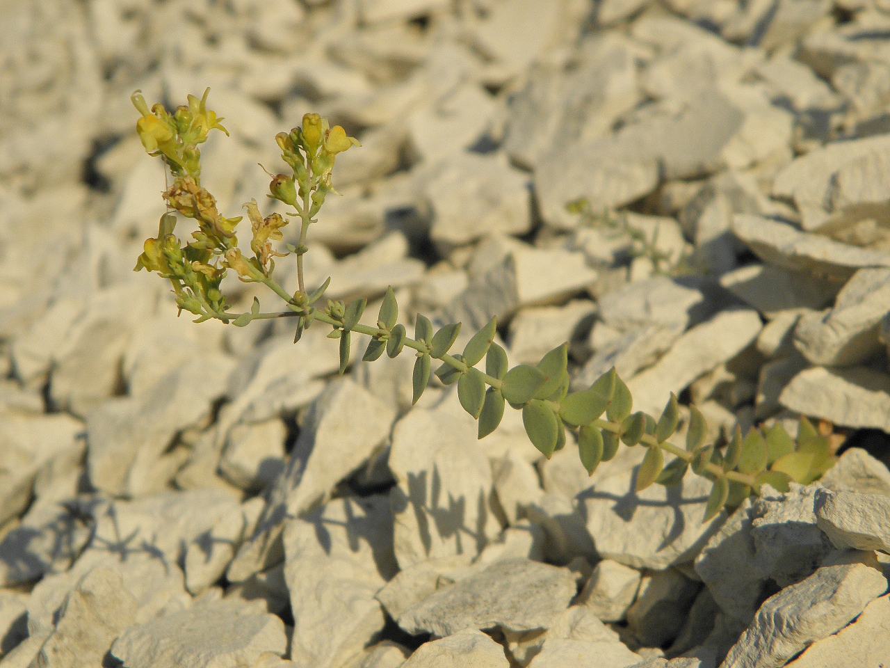 Image of Linaria cretacea specimen.