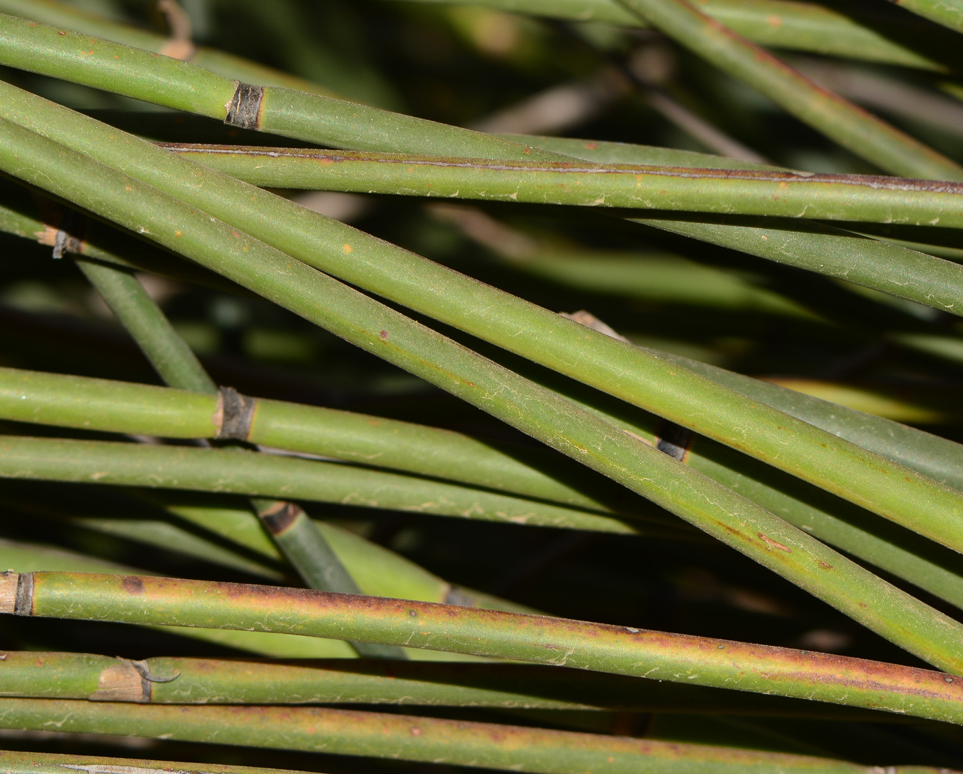 Изображение особи Elegia tectorum.