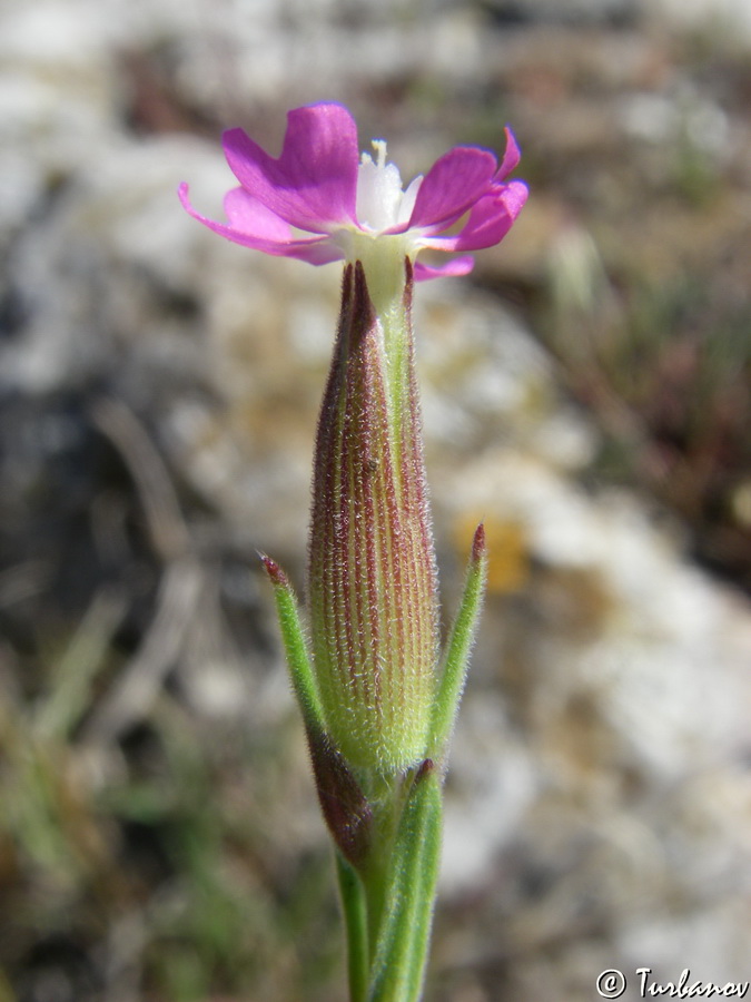 Image of Pleconax subconica specimen.