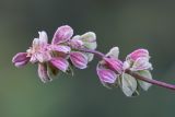 Fallopia convolvulus. Соплодие. Кировская обл., г. Кирово-Чепецк, пустырь. 01.09.2017.