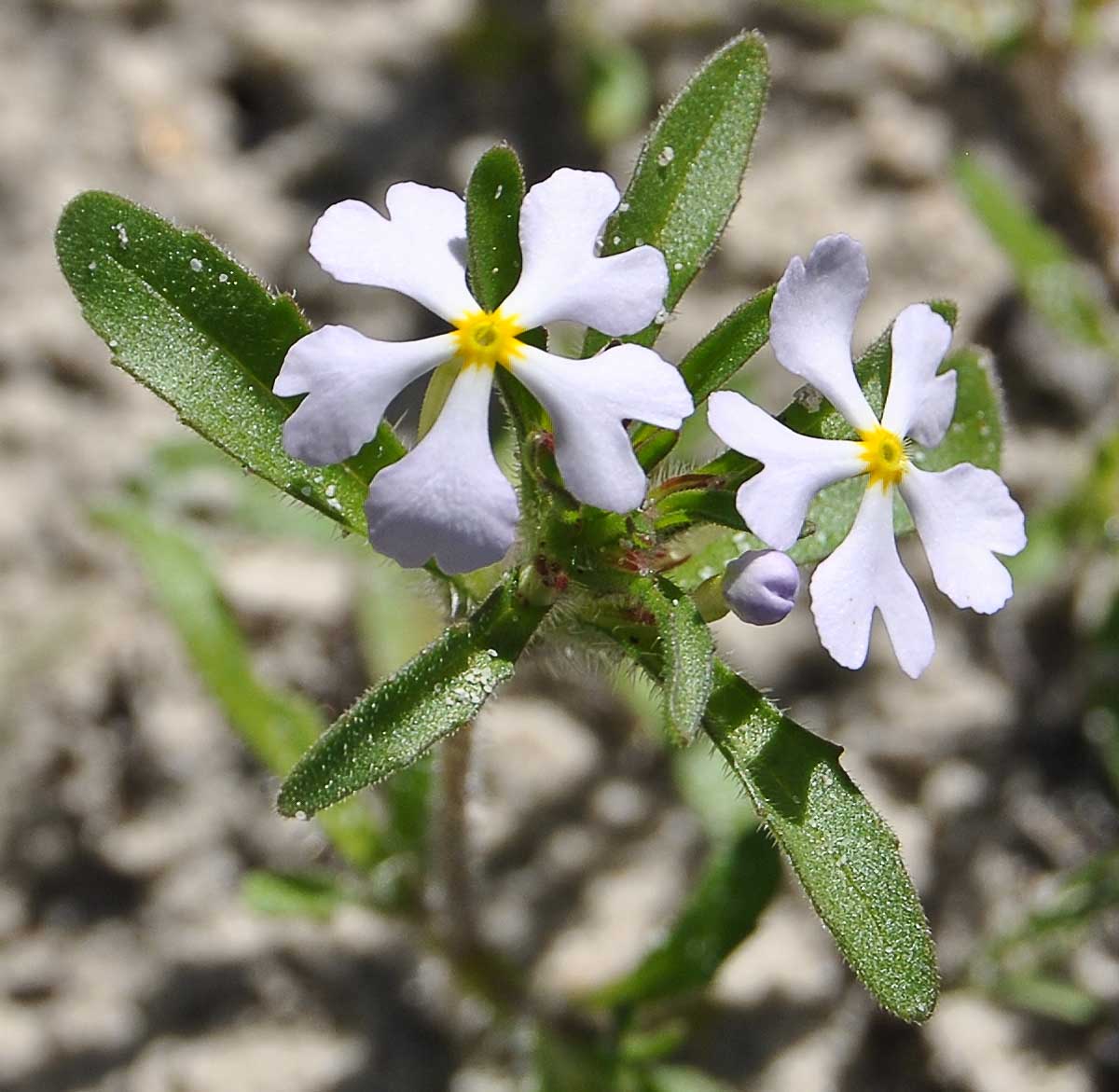 Image of Zaluzianskya villosa specimen.