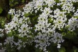 Pachyphragma macrophyllum