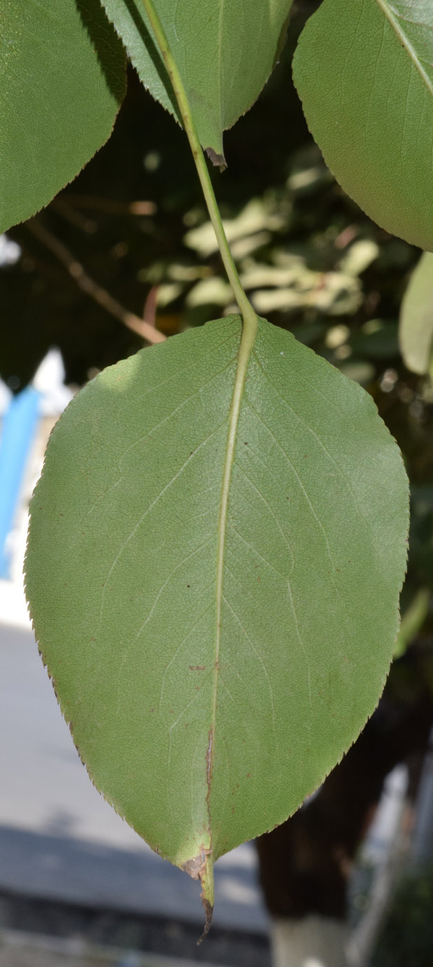 Изображение особи Pyrus turcomanica.