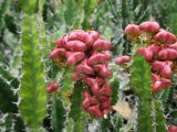 Euphorbia cooperi