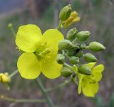 Diplotaxis tenuifolia