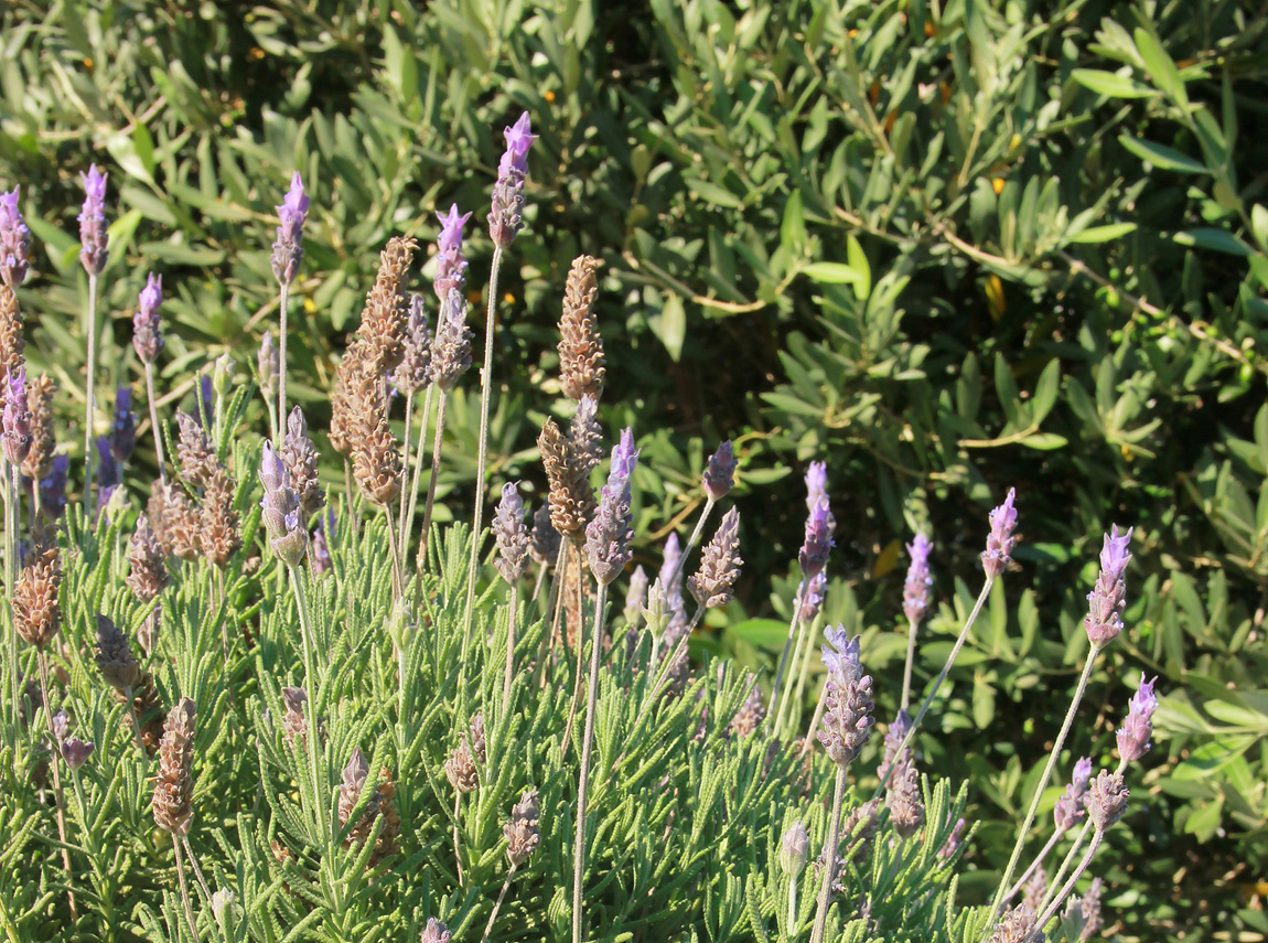 Изображение особи Lavandula dentata.