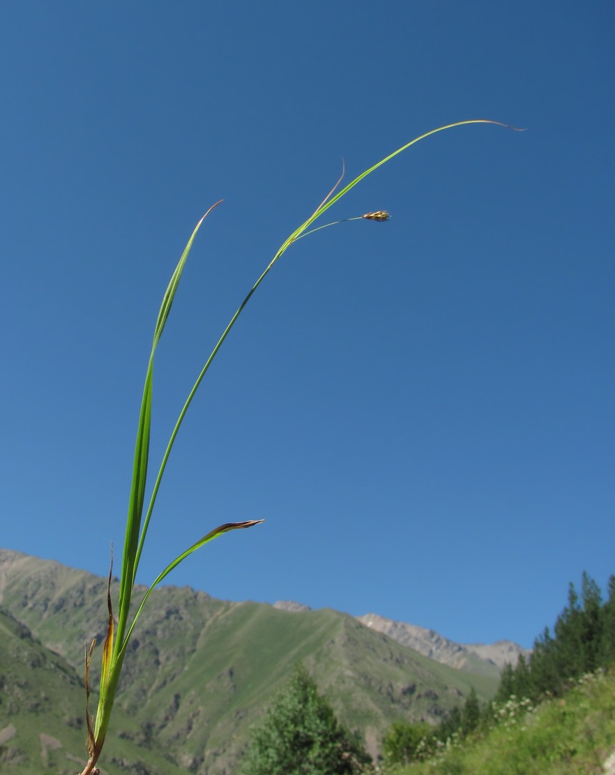 Image of genus Carex specimen.