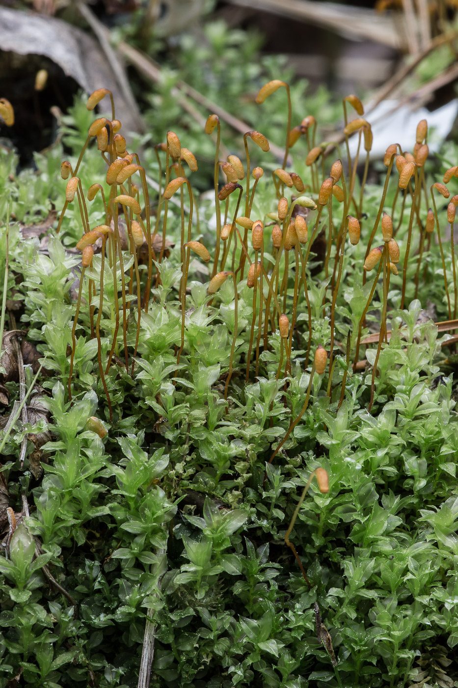 Image of Plagiomnium cuspidatum specimen.