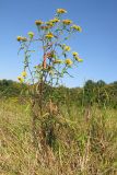 Inula britannica. Цветущее растение. Краснодарский край, Абинский р-н, окр. станицы Шапсугская, поляна у подножия горы Острая в междуречье Скобидо и Адегоя. 30.08.2014.