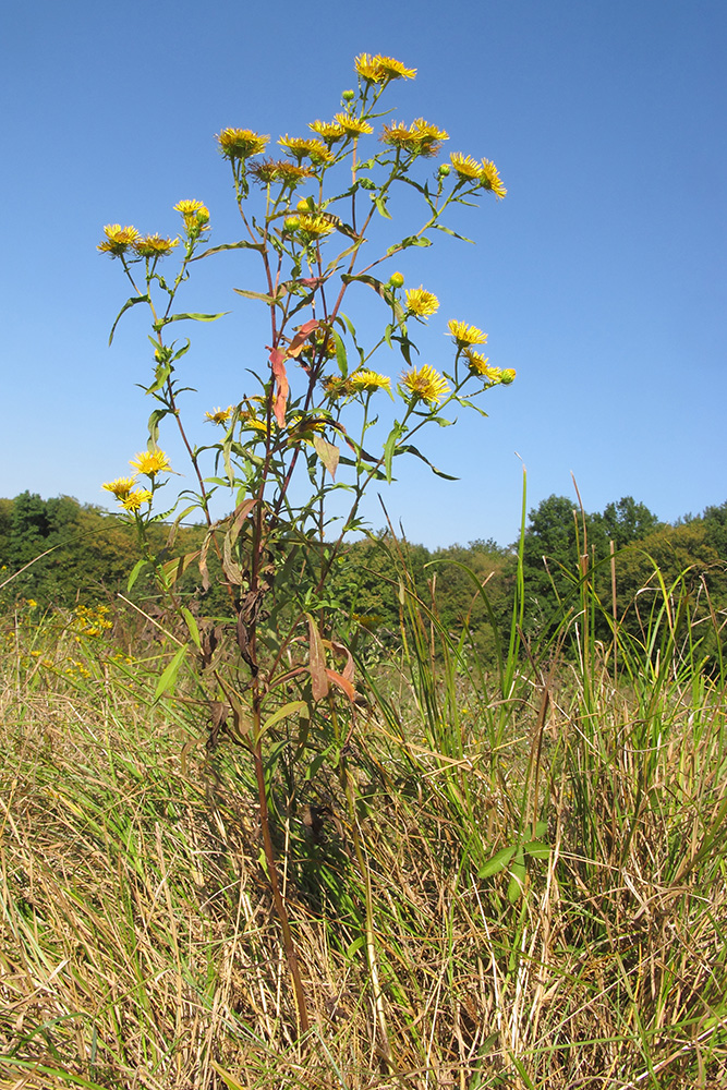 Изображение особи Inula britannica.