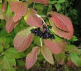 Viburnum burejaeticum. Верхушка ветви со зрелыми плодами и листьями в осенней окраске. Приморский край, Шкотовский р-н, окр. с. Анисимовка, в смешанном лесу. 15.09.2017.