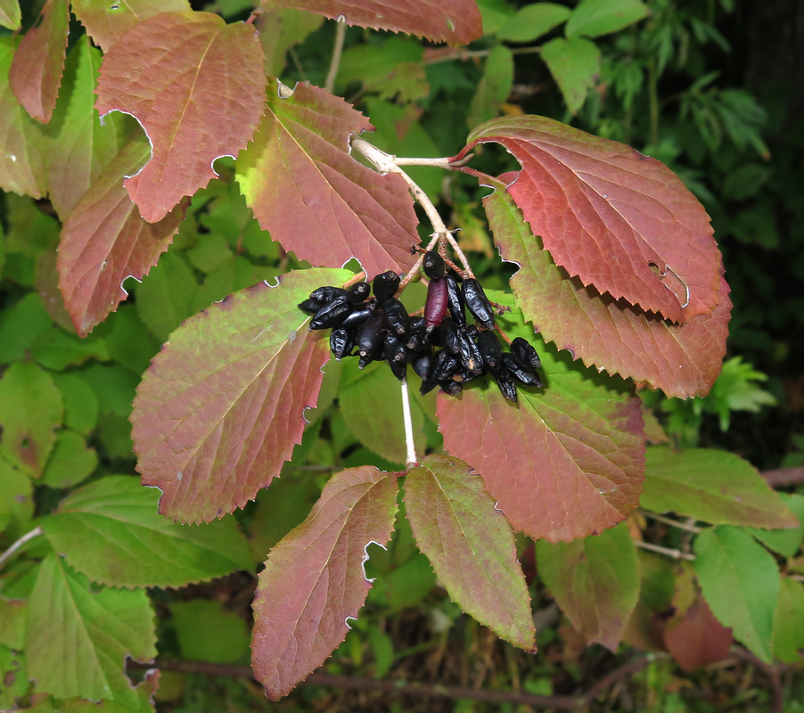 Image of Viburnum burejaeticum specimen.