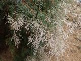 Tamarix smyrnensis