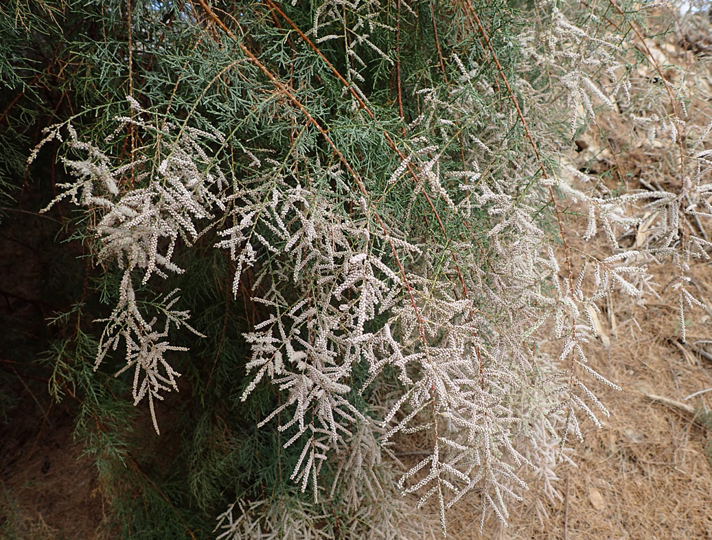 Изображение особи Tamarix smyrnensis.