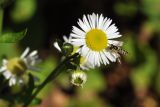 Erigeron annuus. Верхушка побега с соцветиями и кормящейся мухой-журчалкой (Sphaerophoria). Приморский край, Шкотовский р-н, пос. Подъяпольск, склон, переходящий в овраг. 23.09.2017.