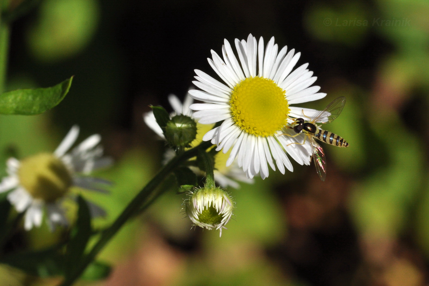 Изображение особи Erigeron annuus.