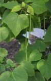 Catalpa bignonioides
