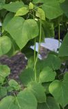 Catalpa bignonioides. Верхушка плодоносящего побега. Крым, г. Севастополь, Ленинский р-н, Приморский бульвар, озеленение. 14.08.2017.