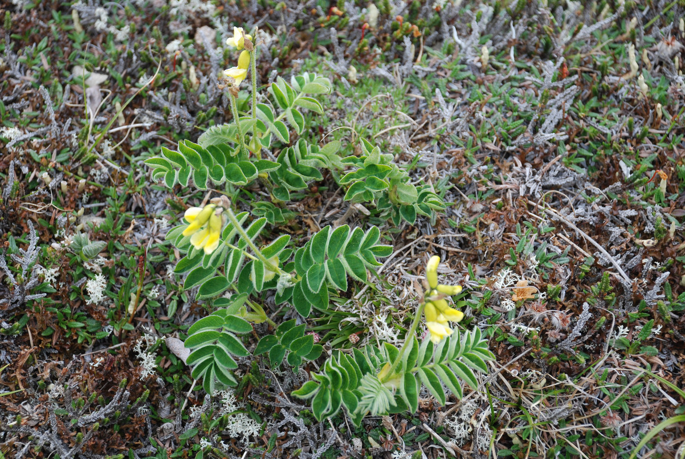 Изображение особи Astragalus frigidus ssp. parviflorus.
