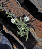 Stellaria amblyosepala. Цветущее растение. Монголия, аймак Баян-Улгий, берег оз. Дунд-Нуур, ≈ 2100 м н.у.м., на скале. 12.06.2017.