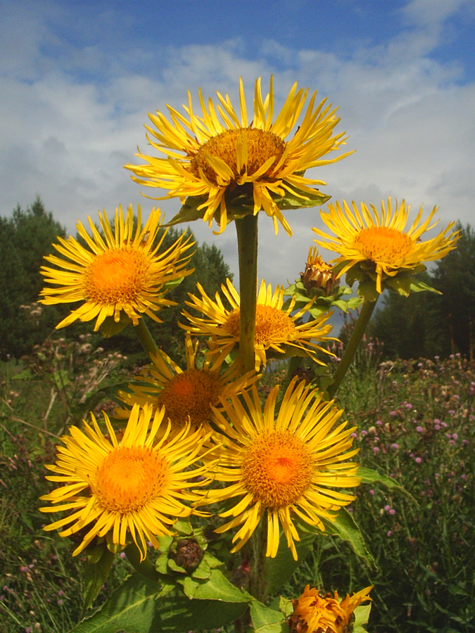 Изображение особи Inula helenium.