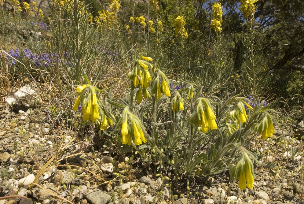 Изображение особи Onosma taurica.