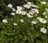 Bellis perennis. Цветущие растения. Пермский край, г. Пермь, Кировский р-н, дер. Оборино, кооператив \"Якорь\", обочина грунтовой дороги вдоль забора. 18.06.2017.