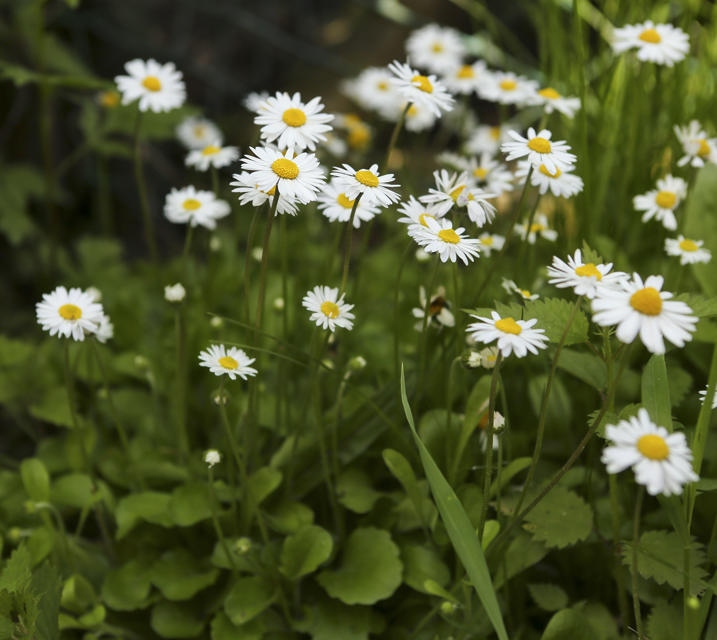 Image of Bellis perennis specimen.