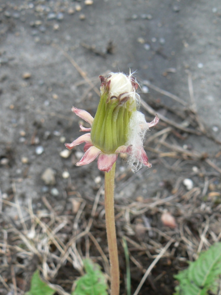 Image of Taraxacum brassicifolium specimen.