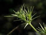 Eryngium campestre. Веточка соцветия, оплетённая паутиной. Греция, о-в Крит, ном Ханья (Νομός Χανίων), дим Платаньяс (Δήμος Πλατανιά), горный массив Лефка Ори (Λευκά Όρη), урочище Ксилоскало (Ξυλόσκαλο), ≈ 1200 м н.у.м., каменистый склон у автомобильной дороги. 28 июня 2017 г.