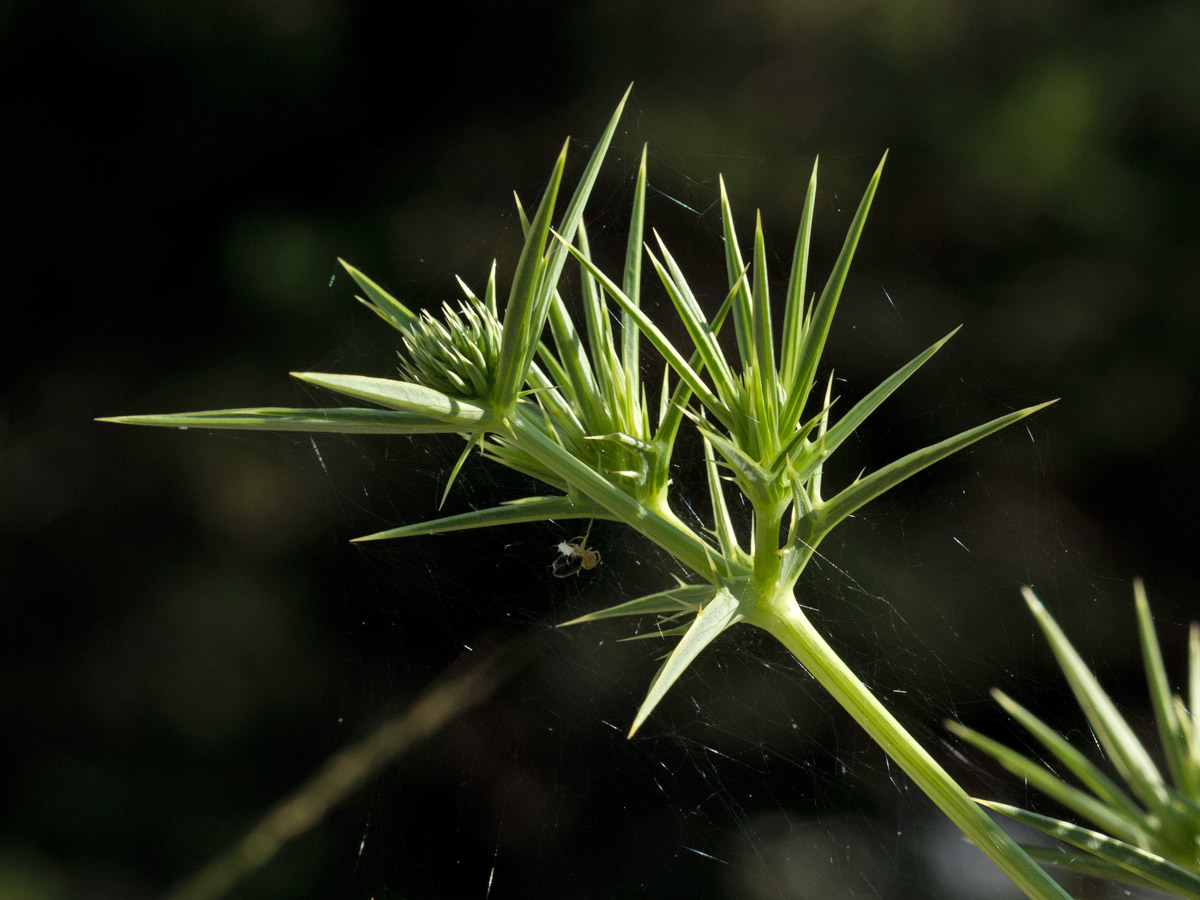 Изображение особи Eryngium campestre.