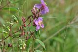 Osbeckia stellata. Верхушка цветущего растения в сообществе с Senecio (слева). Южный Китай, провинция Гуанси, округ Лонгшен, на меже между рисовыми террасами Дажай. 11.10.2017.