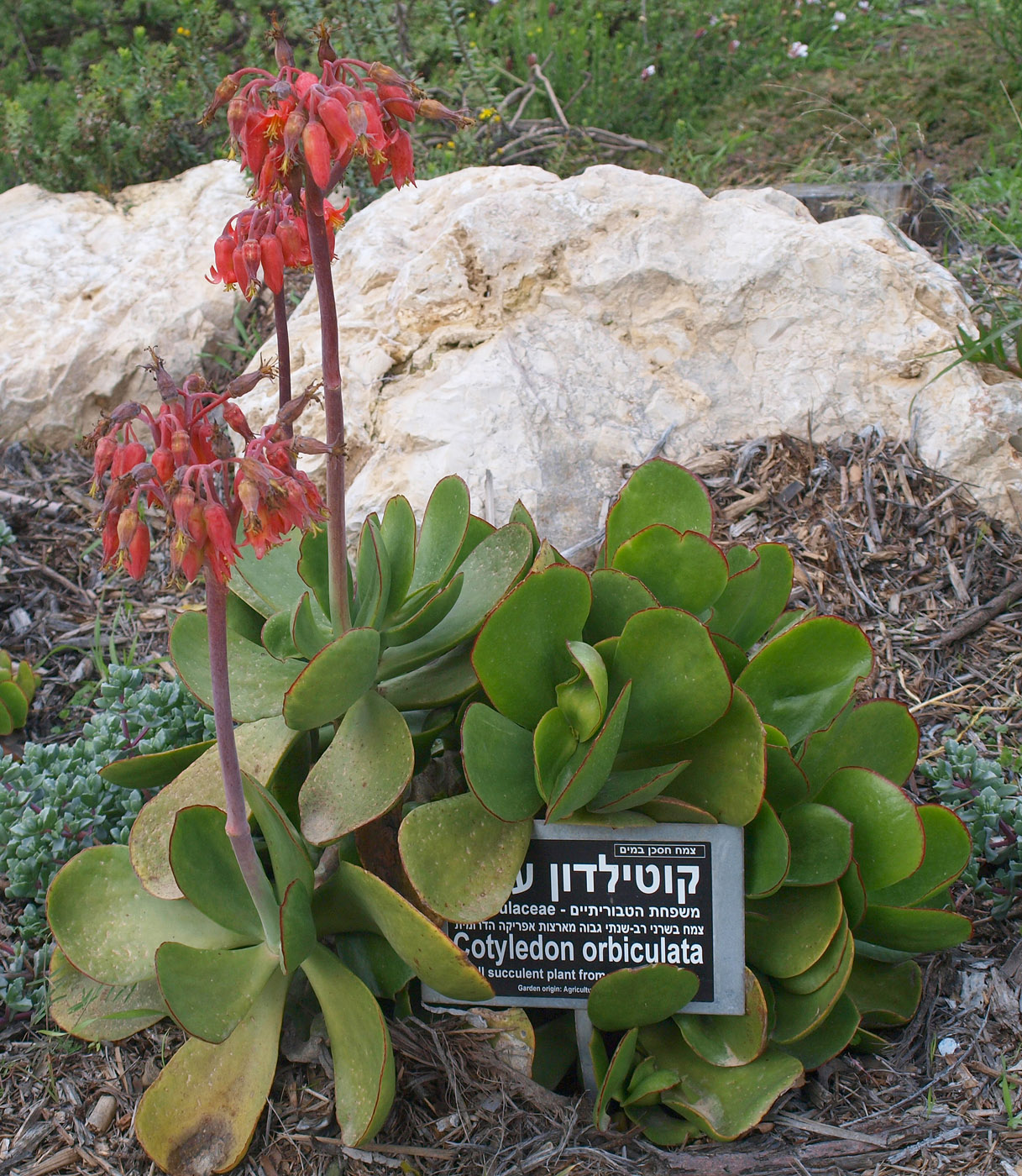 Изображение особи Cotyledon orbiculata.