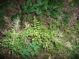 Cardamine impatiens