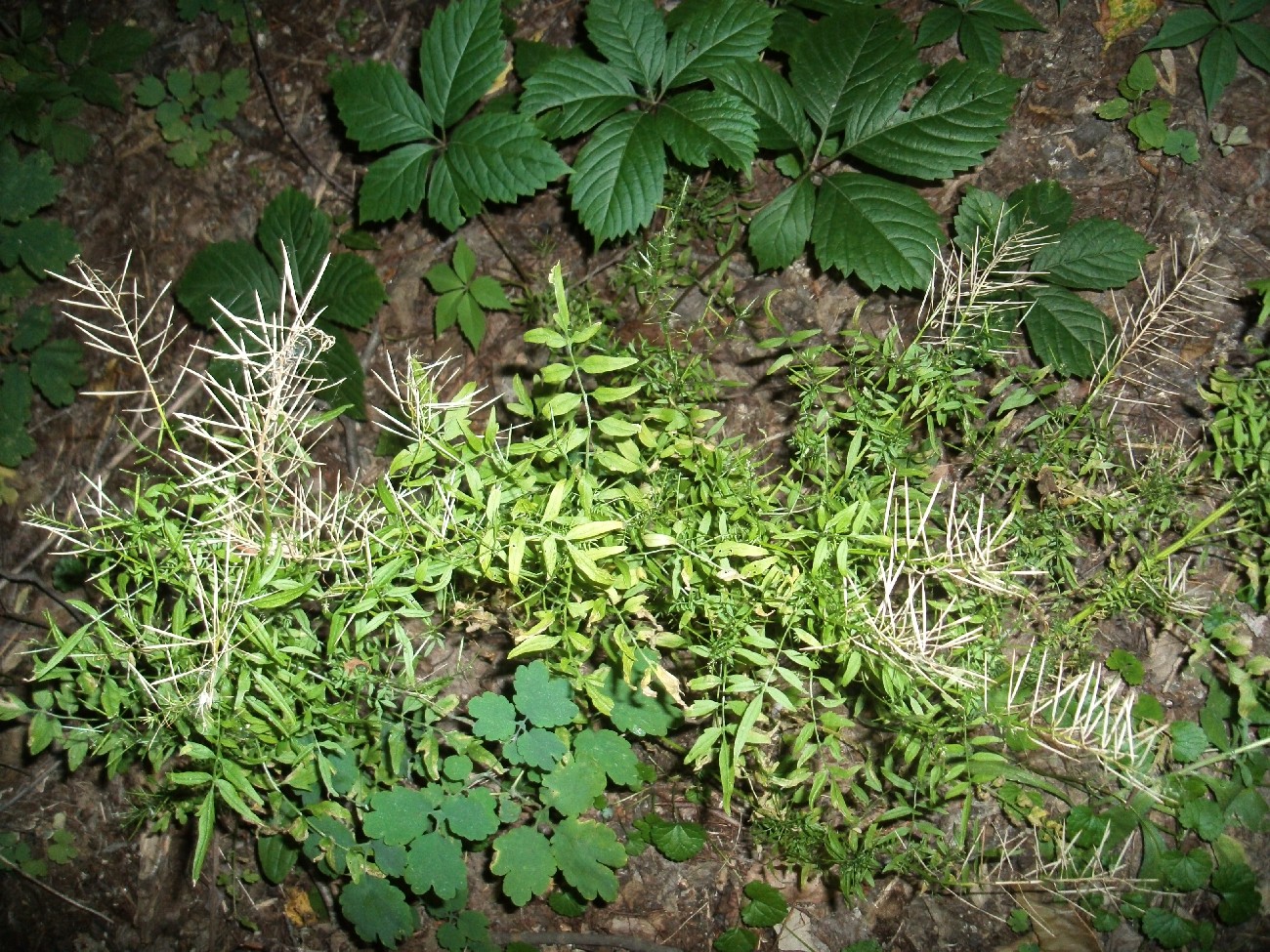 Image of Cardamine impatiens specimen.