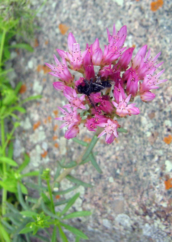 Image of Pseudosedum longidentatum specimen.