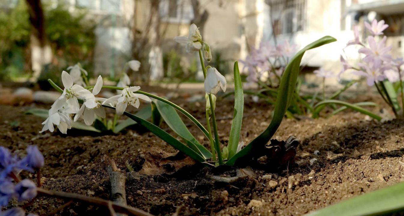Image of Scilla siberica specimen.