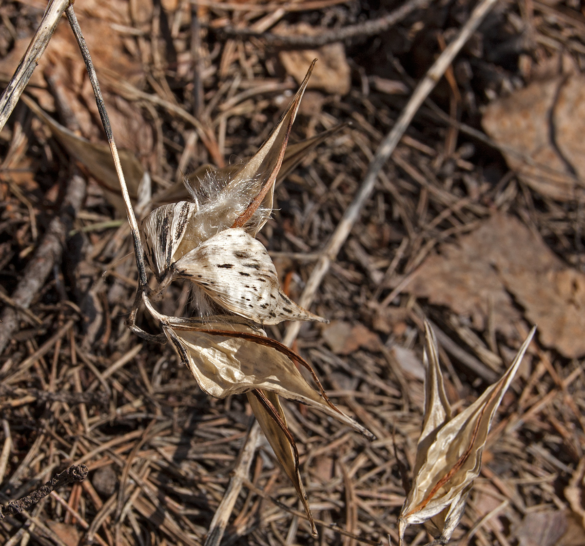 Image of Vincetoxicum hirundinaria specimen.