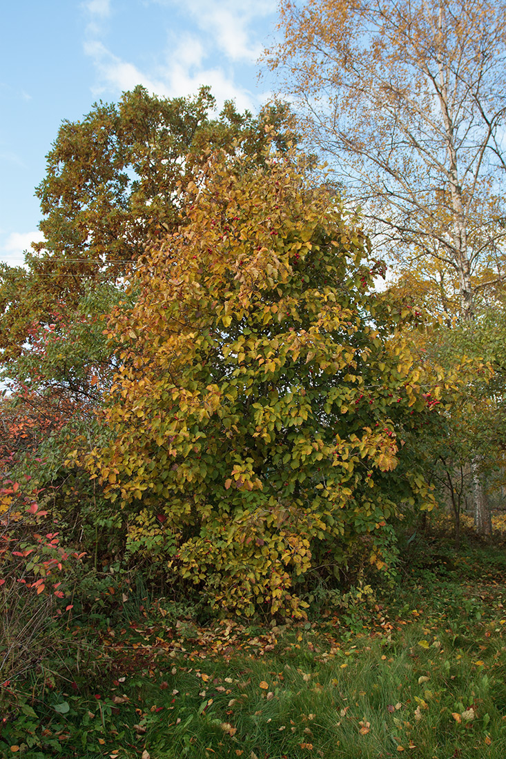 Image of Crataegus submollis specimen.